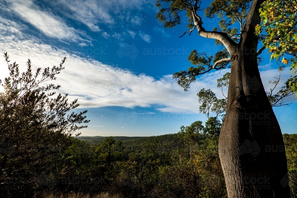 Horizontal shot of a tree on a blue sky background - Australian Stock Image