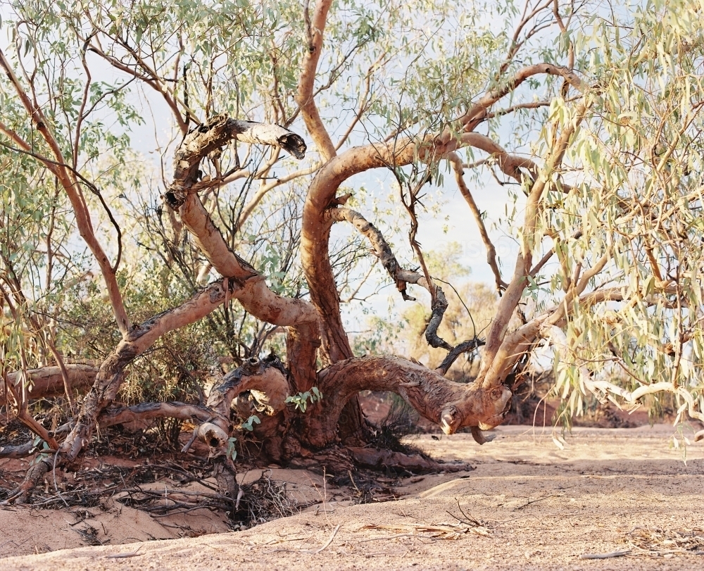 Horizontal shot of a tree on a dry land - Australian Stock Image