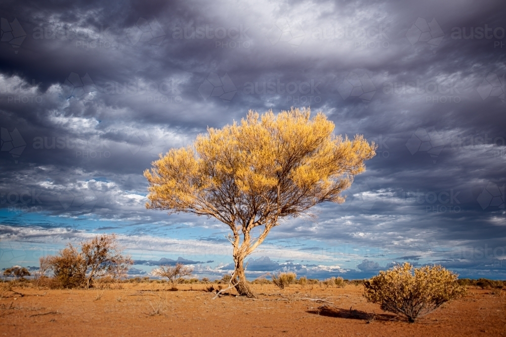 Horizontal shot of a tree under a stormy skies - Australian Stock Image