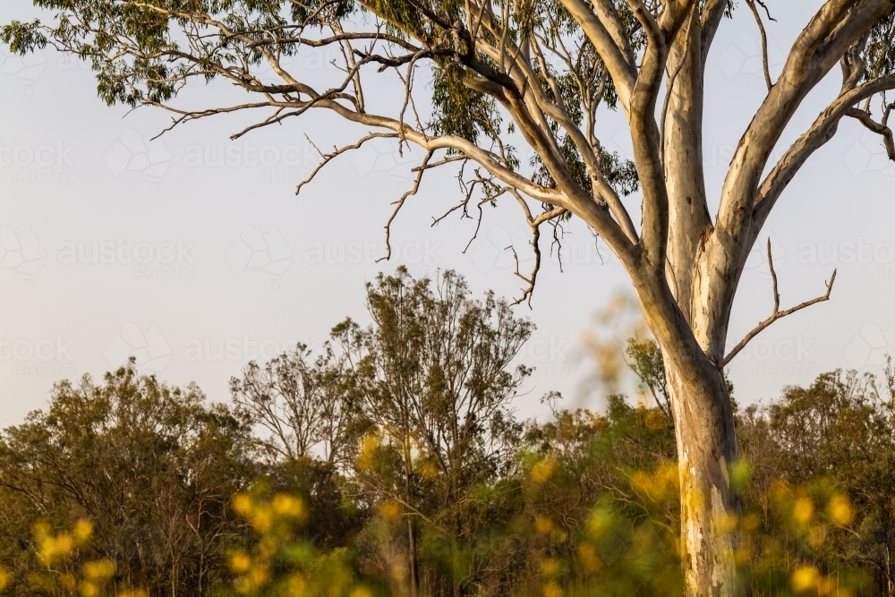 Horizontal shot of a tree with dried branches - Australian Stock Image