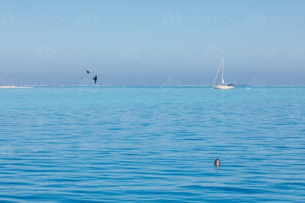 Horizontal shot of a yacht in the ocean with seabirds. - Australian Stock Image