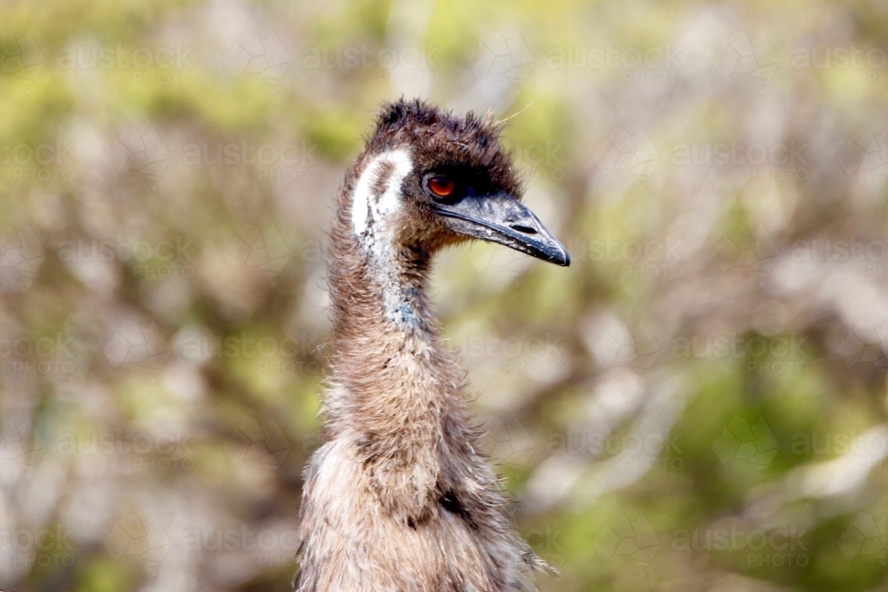 Horizontal shot of an emu - Australian Stock Image
