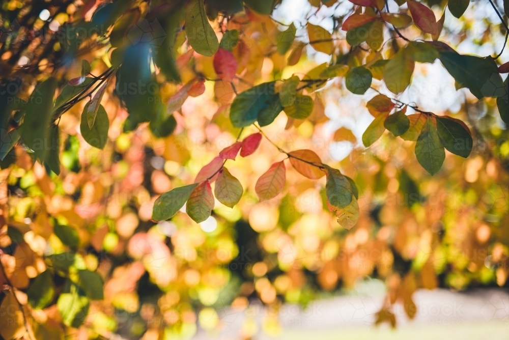 Horizontal shot of autumn leaves and blurred background - Australian Stock Image