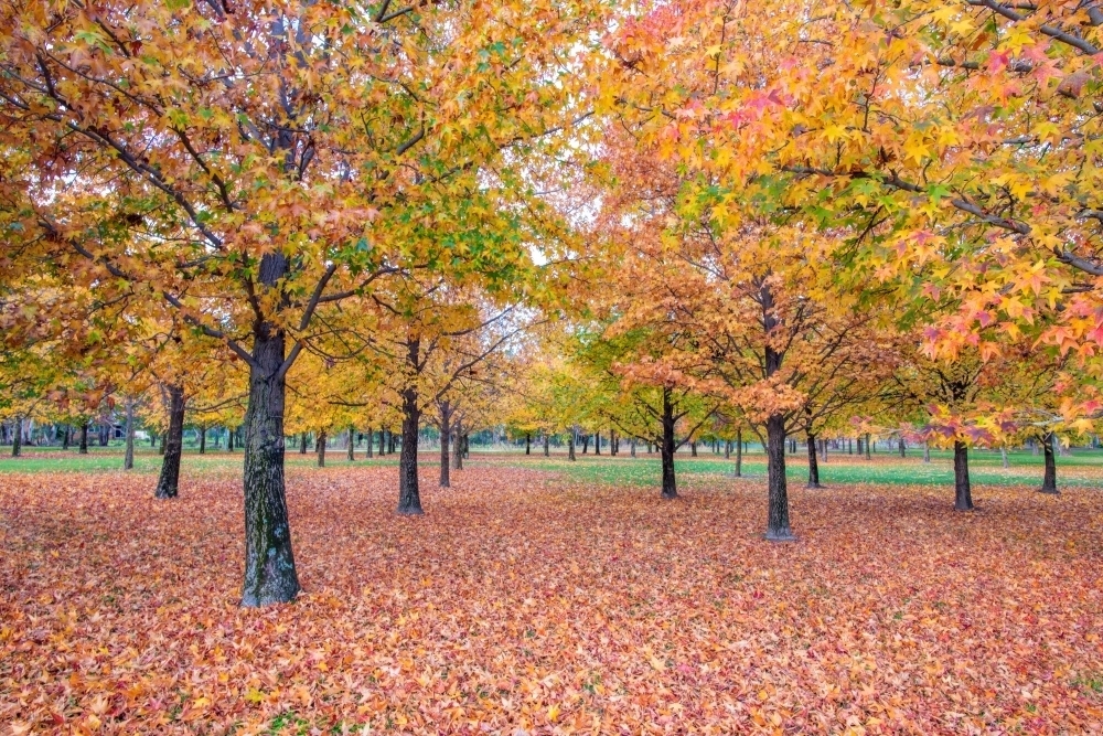 Image of Horizontal shot of autumn trees and leaves - Austockphoto