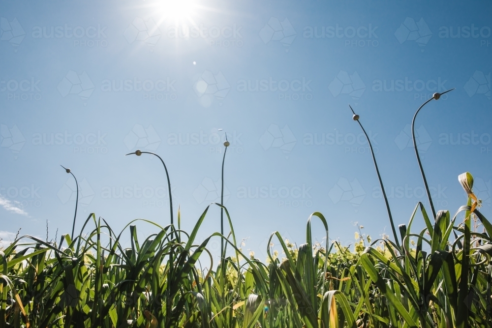 Horizontal shot of crops growing in a field - Australian Stock Image