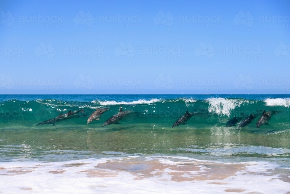 Pod of dolphins surfing waves - Australian Stock Image