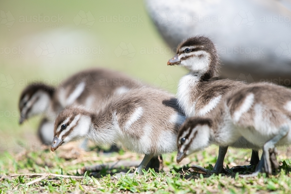 Horizontal shot of ducklings on a grassland - Australian Stock Image
