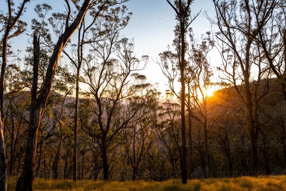 Horizontal shot of forest at sunset - Australian Stock Image