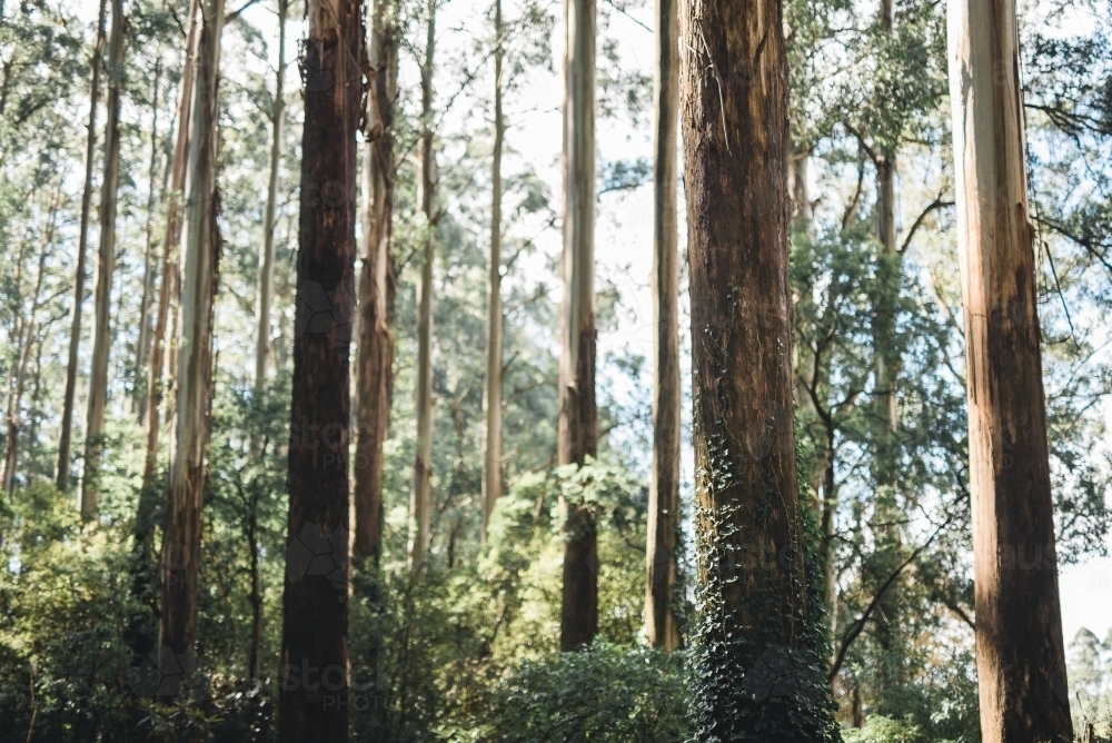 Horizontal shot of green trees in the forest on a sunny day - Australian Stock Image