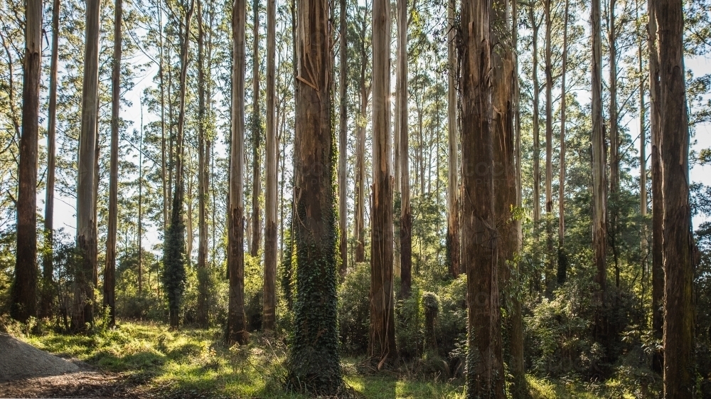 Horizontal shot of green trees in the forest on a sunny day - Australian Stock Image