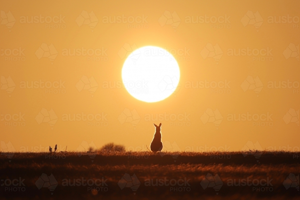 Horizontal shot of kangaroo at sunset - Australian Stock Image