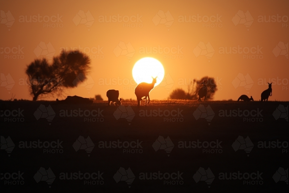 Horizontal shot of kangaroos at sunset - Australian Stock Image