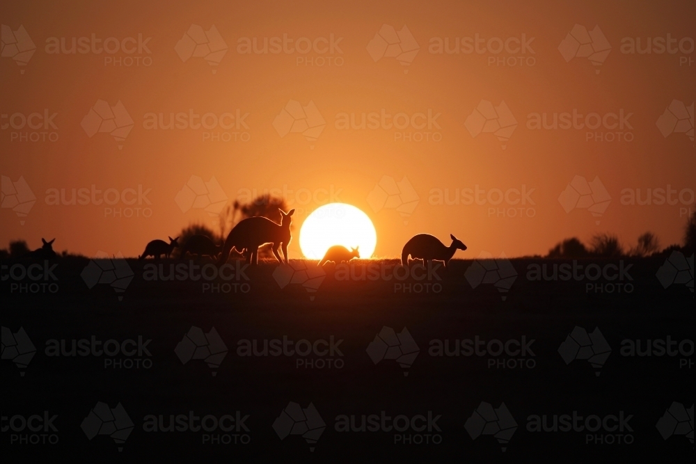 Horizontal shot of kangaroos at sunset - Australian Stock Image