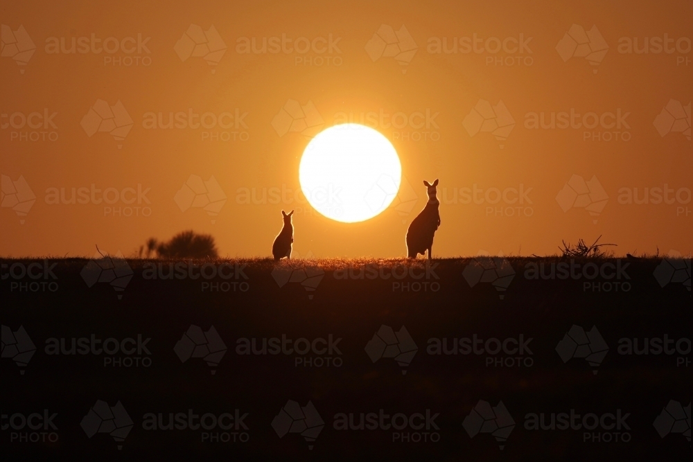 Horizontal shot of kangaroos at sunset - Australian Stock Image