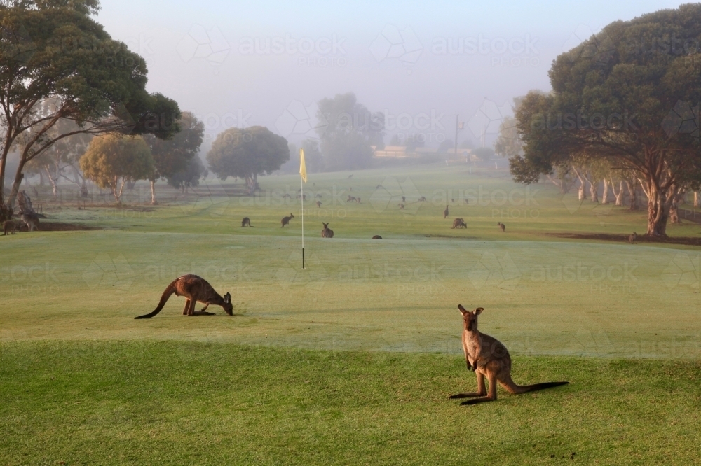 Kangaroos on a golf course - Australian Stock Image