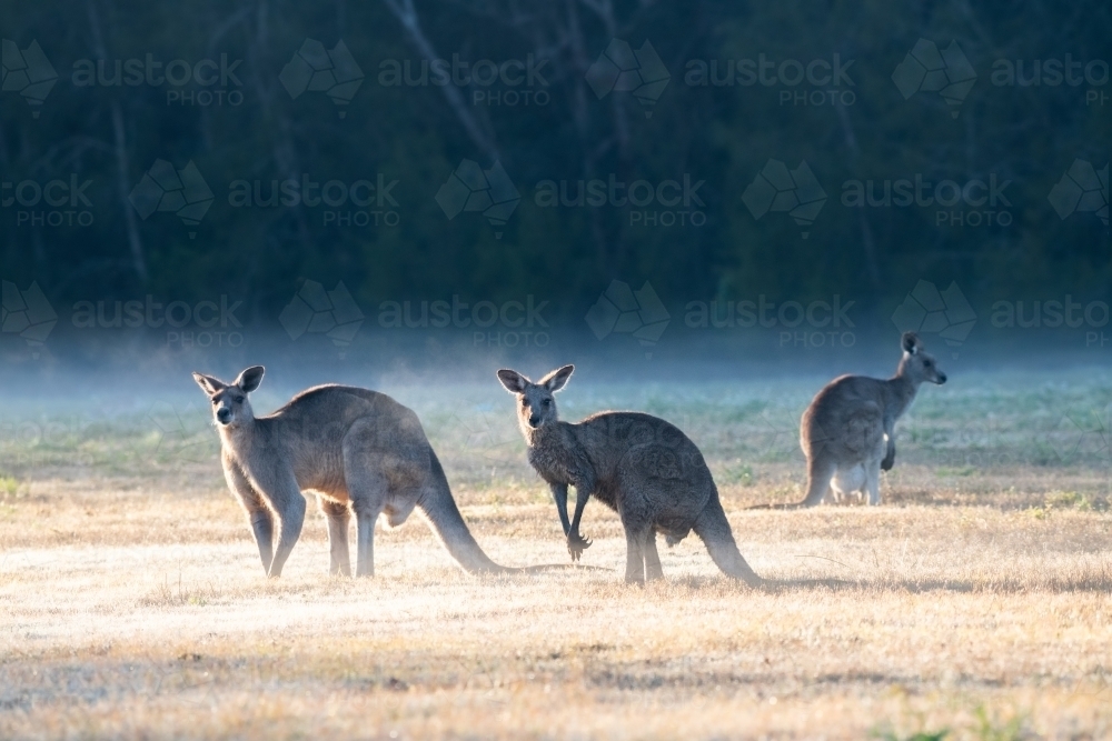 Horizontal shot of kangaroos on a field - Australian Stock Image