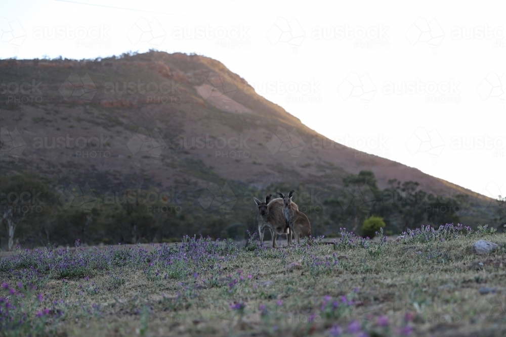 Kangaroos on a grassy field with lavender - Australian Stock Image