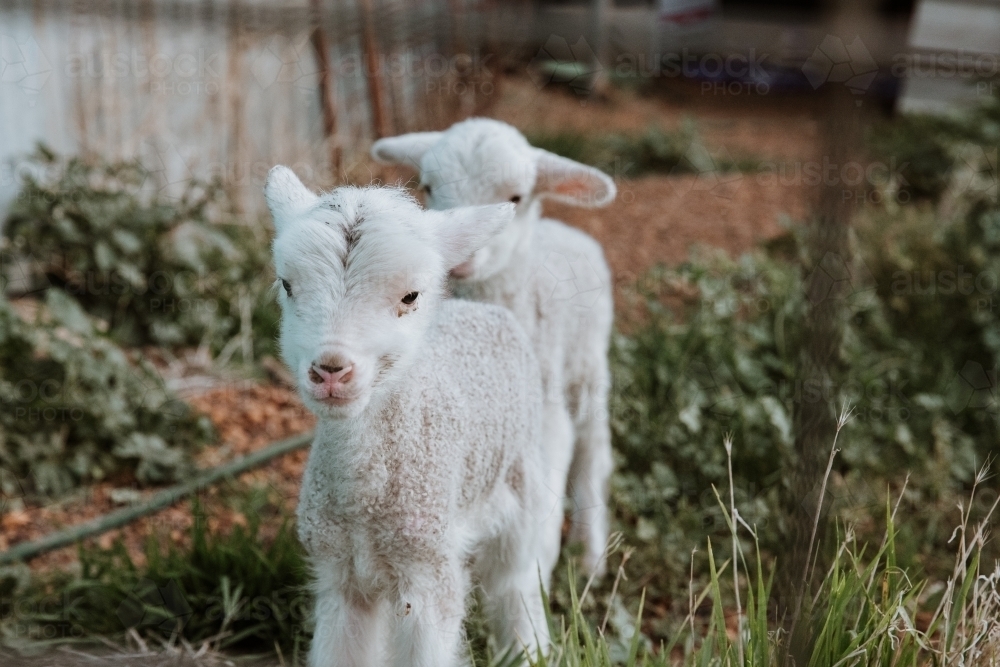 Horizontal shot of lambs standing on a vegetable garden - Australian Stock Image