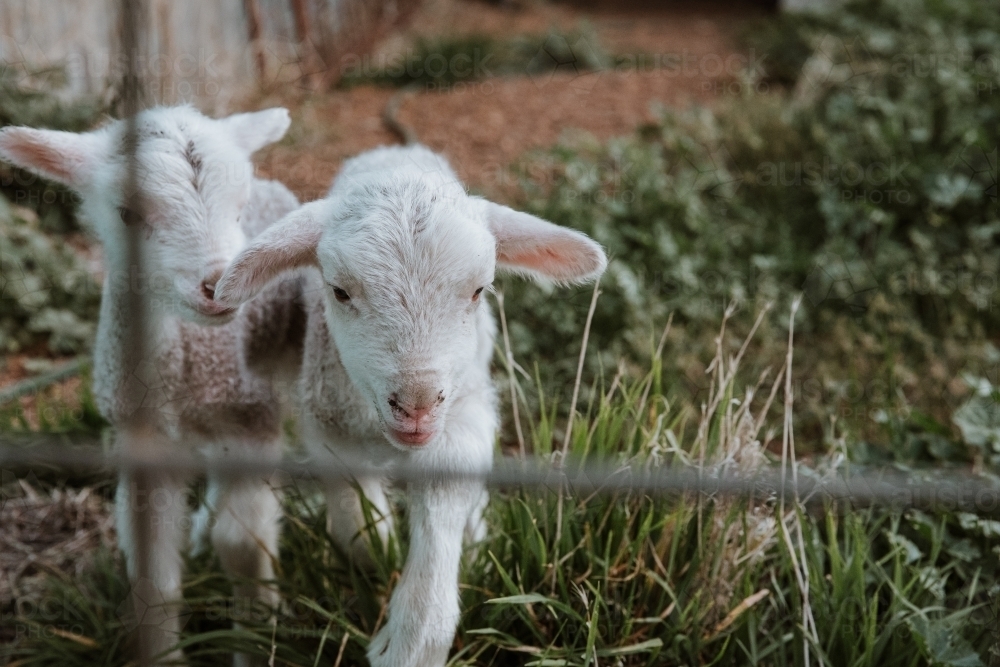 Horizontal shot of little lambs walking in a vegetable garden - Australian Stock Image