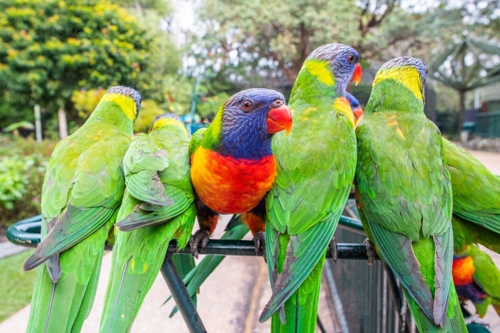 Horizontal shot of lorikeets - Australian Stock Image