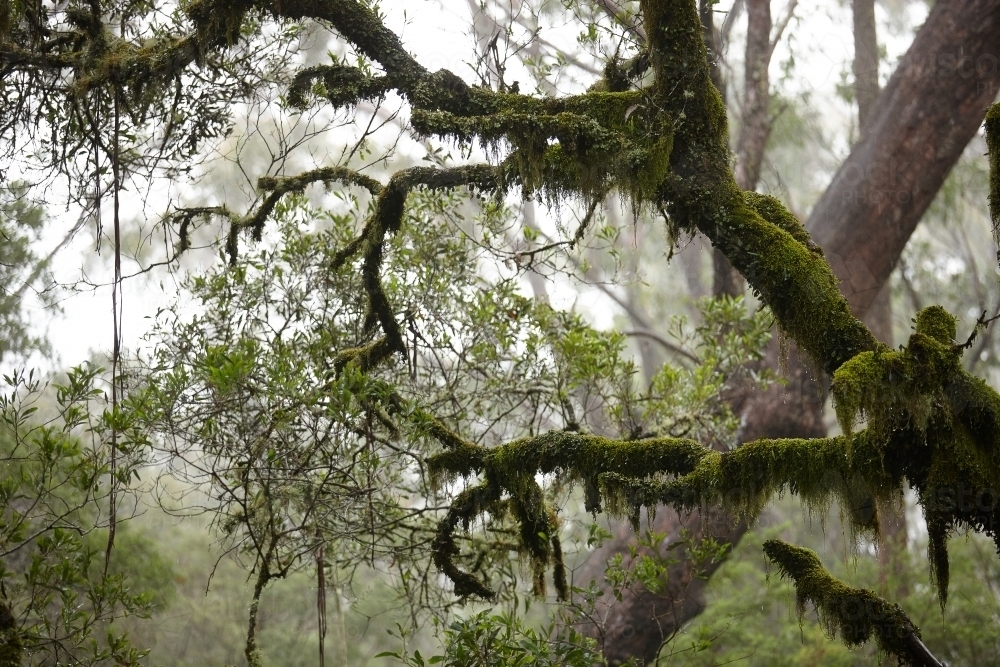 Old growth trees on a misty day - Australian Stock Image