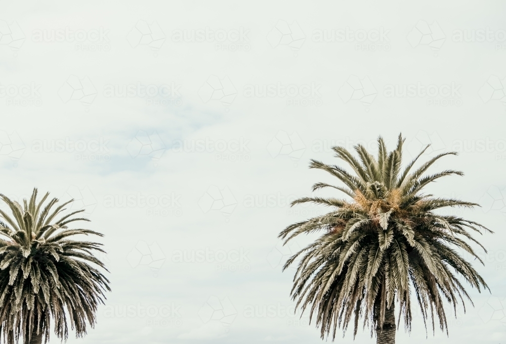 Horizontal shot of palm trees - Australian Stock Image