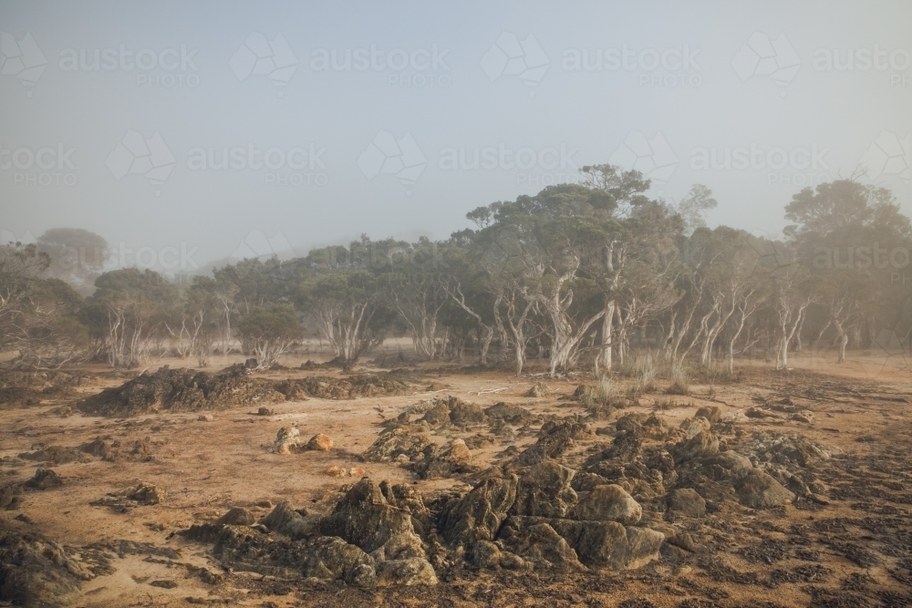Horizontal shot of paperbark trees on a misty morning - Australian Stock Image