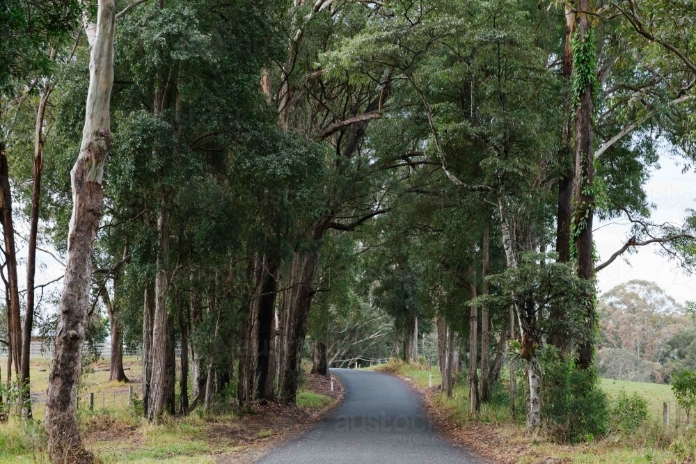 Horizontal shot of pathway among green trees and bushes - Australian Stock Image