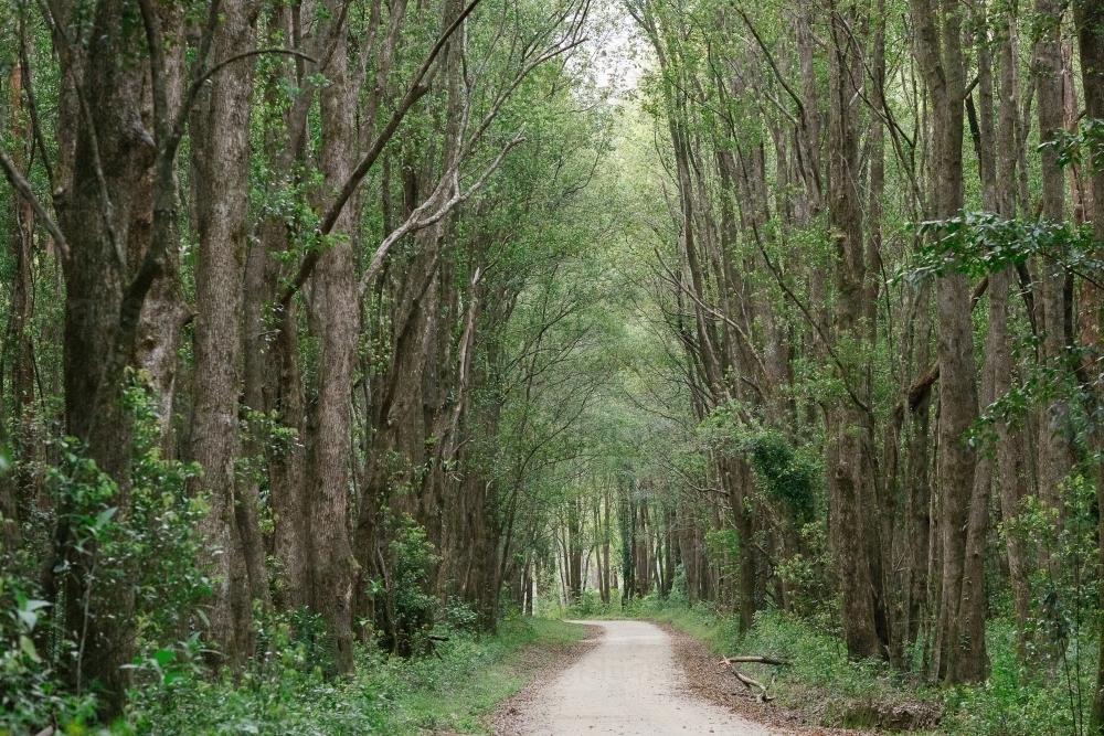 Horizontal shot of pathway among green trees and bushes - Australian Stock Image