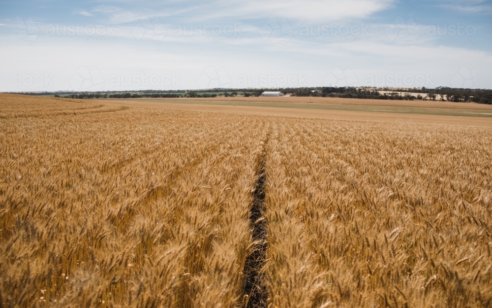 Horizontal shot of ready-to-harvest wheat in an open field - Australian Stock Image