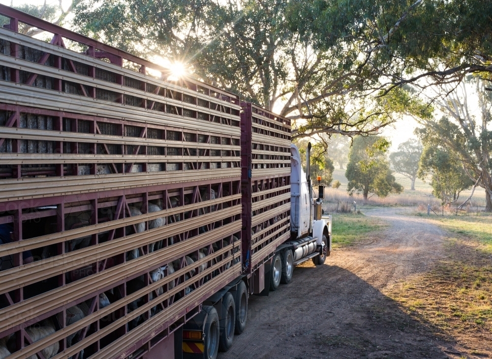 Horizontal shot of sheep loaded on a livestock truck heading to market - Australian Stock Image