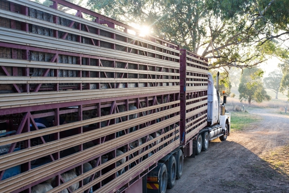 Horizontal shot of sheep loaded on a livestock truck heading to market - Australian Stock Image