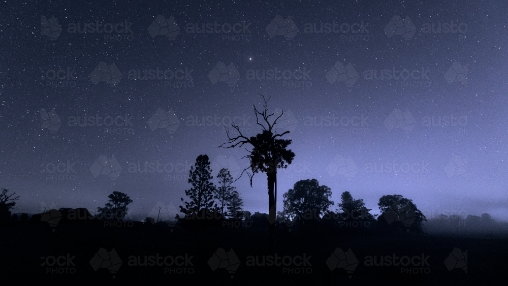horizontal shot of some silhouette of trees and bushes at dawn with stars - Australian Stock Image