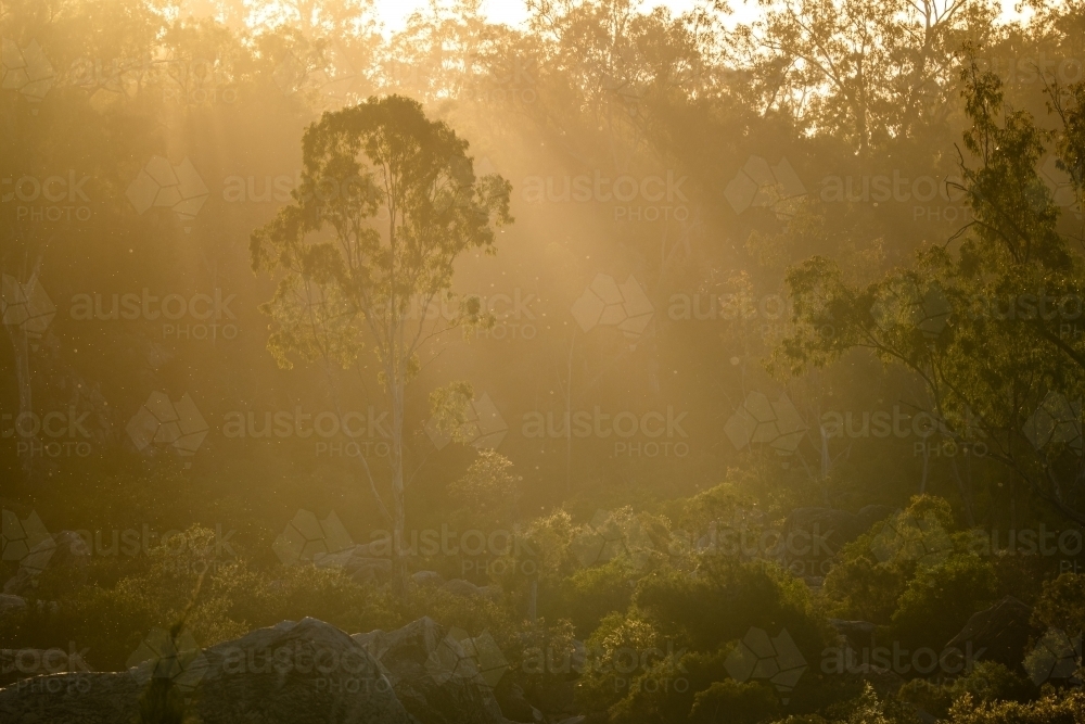 Horizontal shot of sun rays through trees - Australian Stock Image