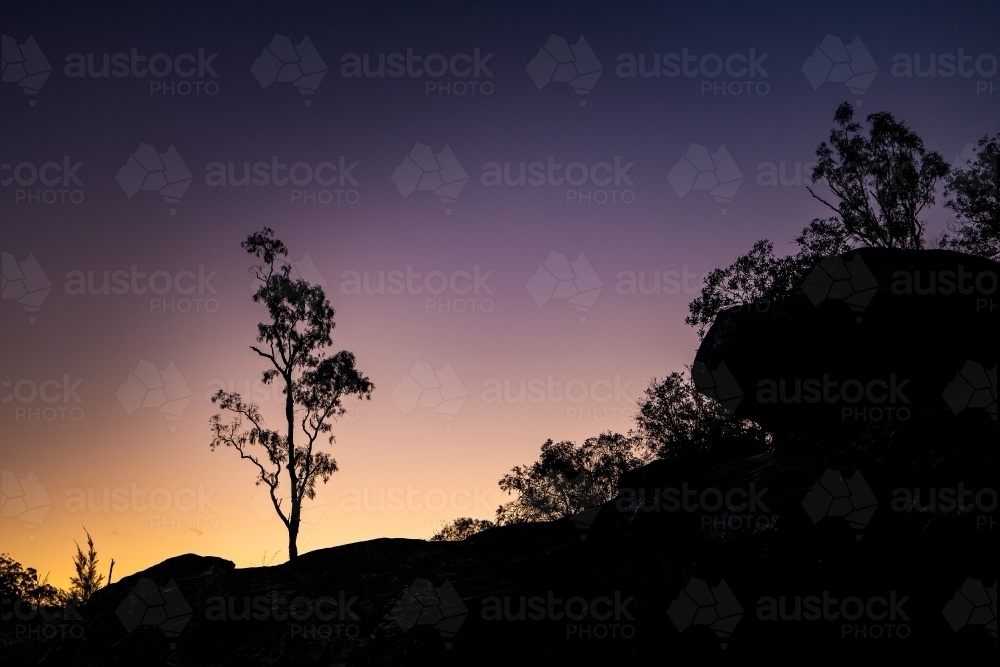 Horizontal shot of sunrise through trees - Australian Stock Image