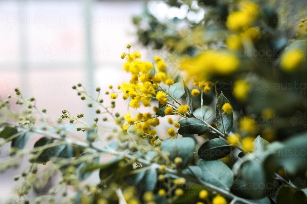 Horizontal shot of the vibrant yellow flowers of the wattle plant - Australian Stock Image