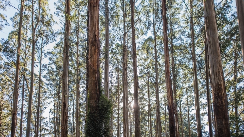 Horizontal shot of trees in the forest during daytime - Australian Stock Image