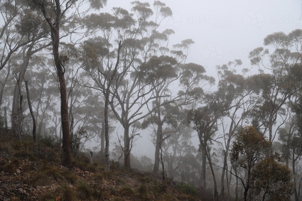 Horizontal shot of trees on a foggy mountain - Australian Stock Image
