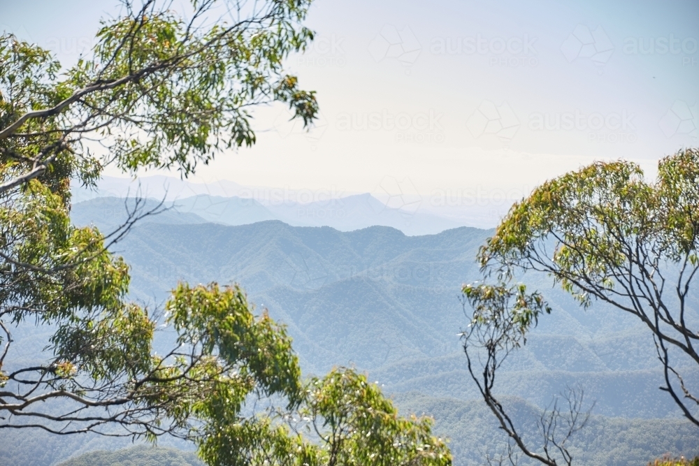 Horizontal shot of trees with mountain background - Australian Stock Image