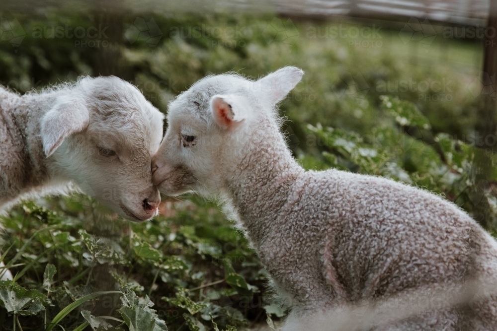 Horizontal shot of two lambs playing garden. - Australian Stock Image