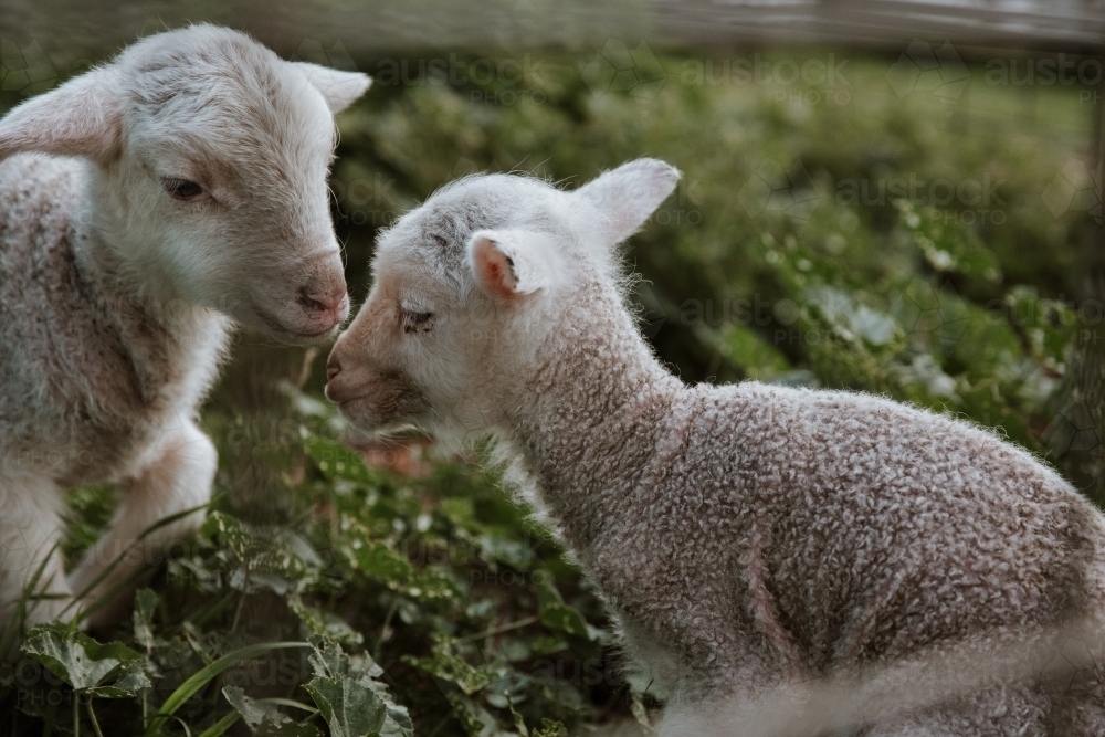 Horizontal shot of two lambs playing in marshmallow weed - Australian Stock Image