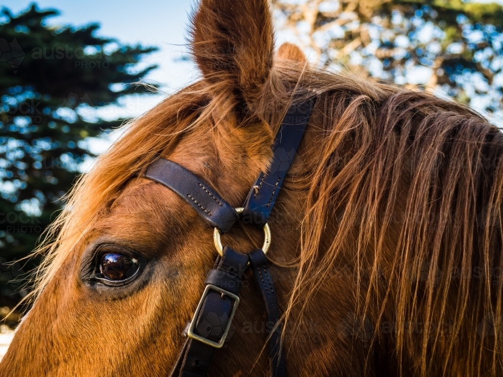 Horse and bridle close up - Australian Stock Image