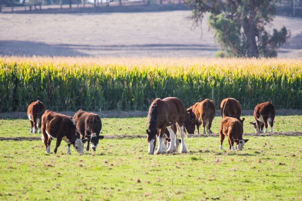 horse and cattle - Australian Stock Image