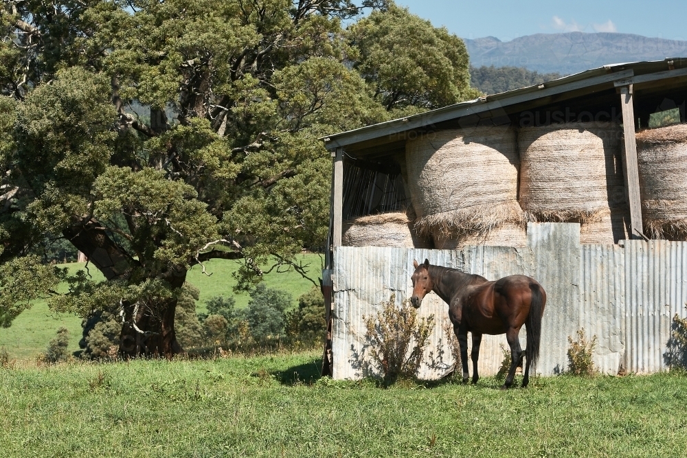 Horse and Hayshed, NW Tasmania - Australian Stock Image