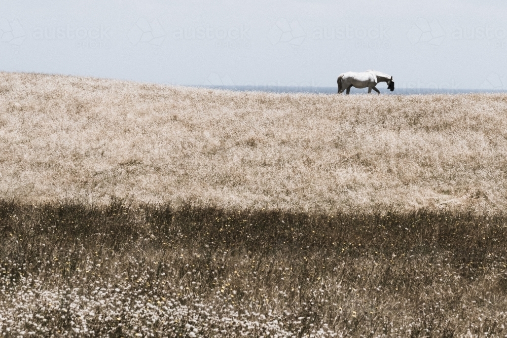 Horse and landscape : Austockphoto Horse and landscape - Australian Stock Image
