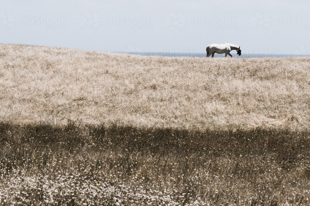 Horse and landscape - Australian Stock Image