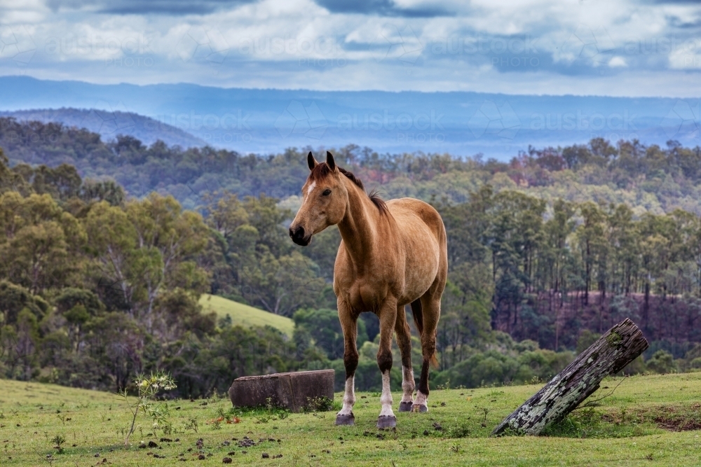 Horse - Australian Stock Image