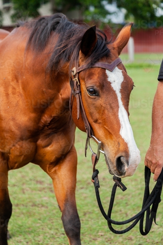 Horse being led through paddock - Australian Stock Image