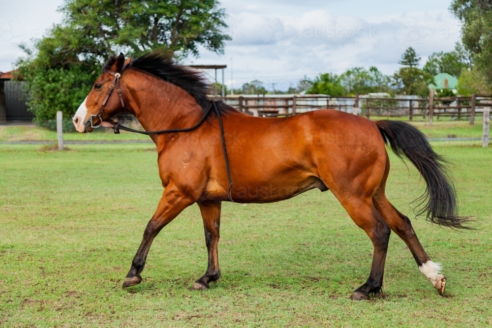 Horse cantering through paddock - Australian Stock Image