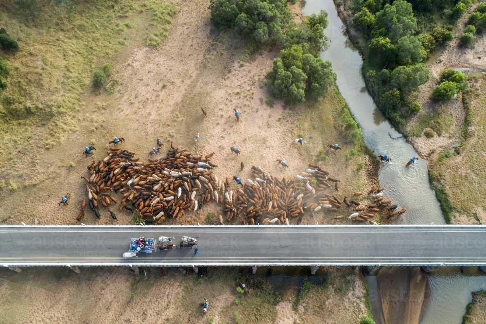 Horse drawn dray on bridge as cattle are mustered across the Burnett River near Eidsvold, QLD. - Australian Stock Image